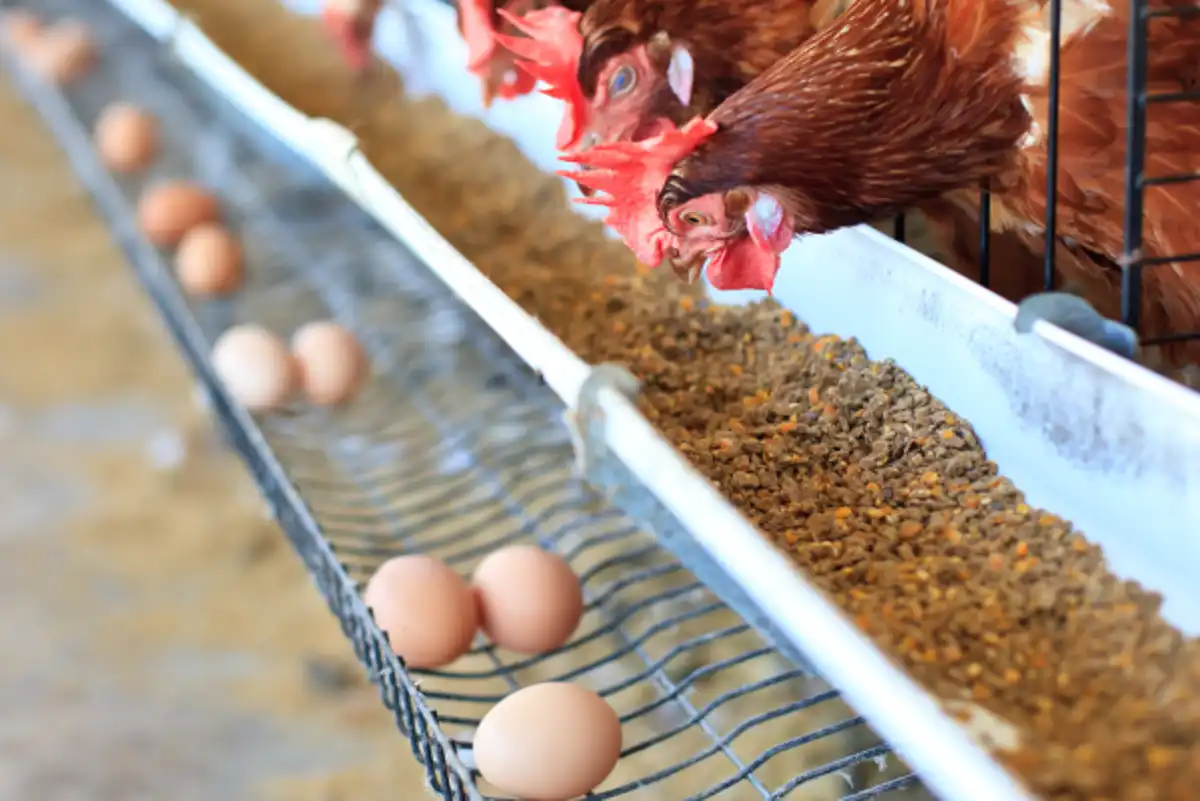 Zulkifli Hasan atau Zulhas tinjau persiapan Program MBG 2026 di Yogyakarta