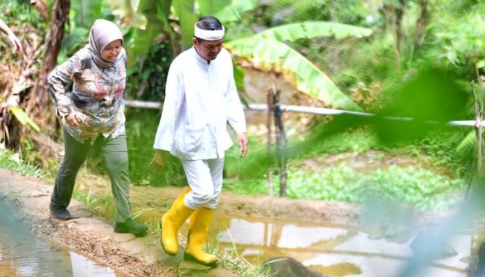 Dedi Mulyadi Kerahkan Warga Pulihkan Hutan Rusak, Upah Harian Rp50 Ribu Mulai Desember 2025