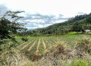 Reforma Agraria di Cianjur Masuk Tahap Pemanfaatan, Bank Tanah Dorong Akses Lahan Produktif Warga