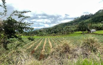 Reforma Agraria di Cianjur Masuk Tahap Pemanfaatan, Bank Tanah Dorong Akses Lahan Produktif Warga