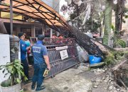 Pohon Mahoni Ratusan Tahun Tumbang Timpa Rumah di Bandung, Pemilik Ancam Somasi Pemkot