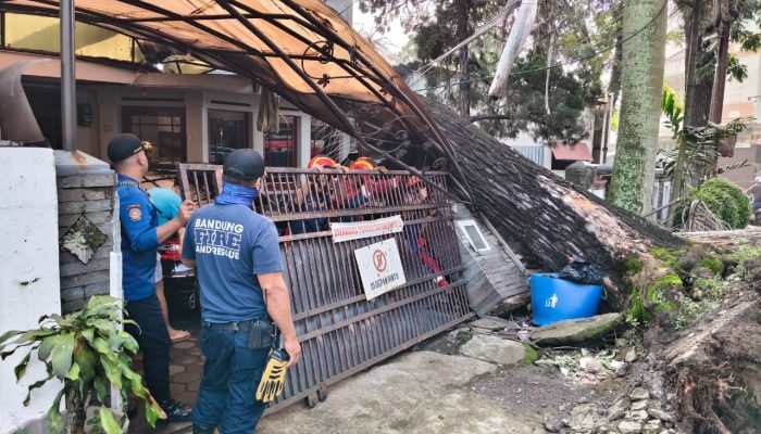 Pohon Mahoni Ratusan Tahun Tumbang Timpa Rumah di Bandung, Pemilik Ancam Somasi Pemkot