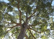 Ngeri! Pria Asal Garut Terjatuh dari Pohon Kemiri Setinggi 15 Meter, Begini Kondisinya