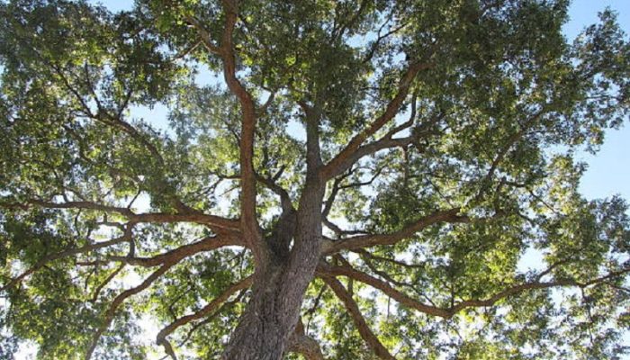 Ngeri! Pria Asal Garut Terjatuh dari Pohon Kemiri Setinggi 15 Meter, Begini Kondisinya