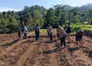 Gerakkan Ketahanan Pangan, Kapolsek Bojong Tanam Jagung Hibrida Bareng Warga di Purwakarta