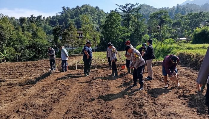 Gerakkan Ketahanan Pangan, Kapolsek Bojong Tanam Jagung Hibrida Bareng Warga di Purwakarta
