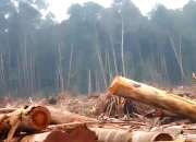 Awas! Banjir Bandang Ancam Jabar, Walhi Soroti Alih Fungsi Lahan