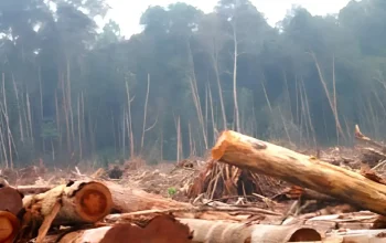 Foto kawasan hutan gundul di Jawa Barat yang berpotensi longsor dan banjir bandang