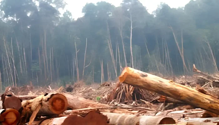 Awas! Banjir Bandang Ancam Jabar, Walhi Soroti Alih Fungsi Lahan