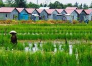 Sawah Tergerus Pembangunan, Pemkab Cirebon Perkuat Tembok Kebijakan dan Program Pertanian
