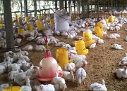 Sejahterakan Kader, GP Ansor Bangun Peternakan Ayam 30 Ribu Ekor di Subang