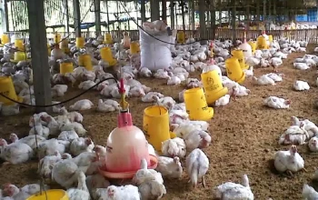 Kandang ayam broiler 30.000 ekor GP Ansor Subang untuk pemberdayaan ekonomi kader Ansor