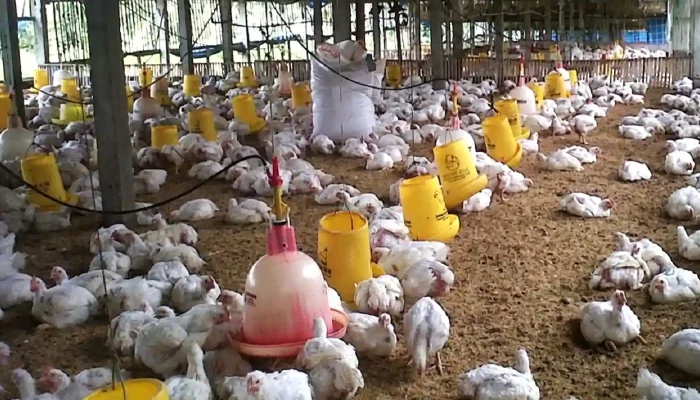 Sejahterakan Kader, GP Ansor Bangun Peternakan Ayam 30 Ribu Ekor di Subang
