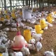 Kandang ayam broiler 30.000 ekor GP Ansor Subang untuk pemberdayaan ekonomi kader Ansor