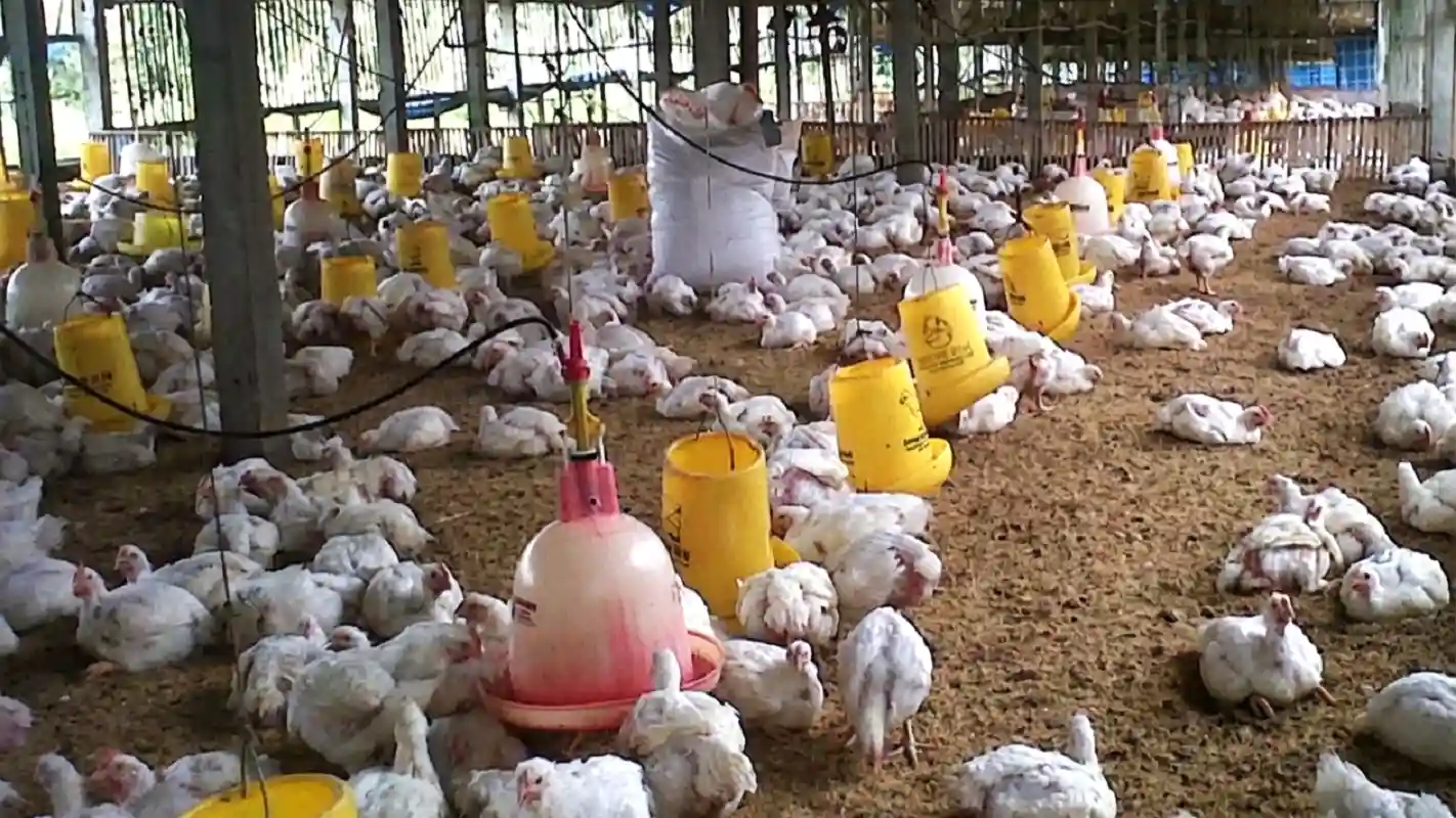 Kandang ayam broiler 30.000 ekor GP Ansor Subang untuk pemberdayaan ekonomi kader Ansor