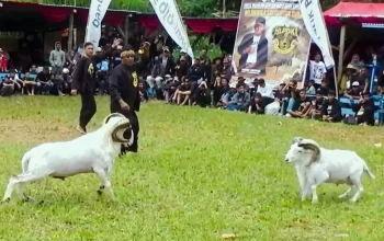 Aksi tangkas ratusan Domba Garut saat puncak perayaan Milangkala HPDKI Sumedang ke-6 di Rancakalong.