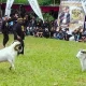 Aksi tangkas ratusan Domba Garut saat puncak perayaan Milangkala HPDKI Sumedang ke-6 di Rancakalong.