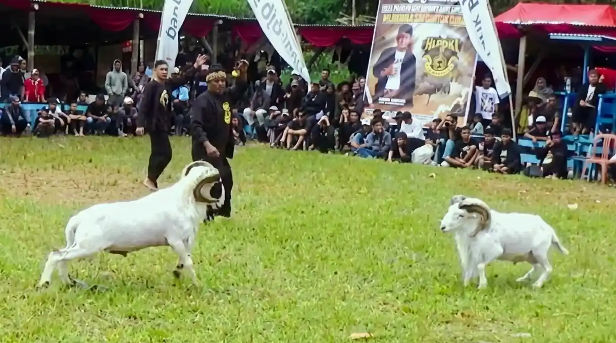 Aksi tangkas ratusan Domba Garut saat puncak perayaan Milangkala HPDKI Sumedang ke-6 di Rancakalong.