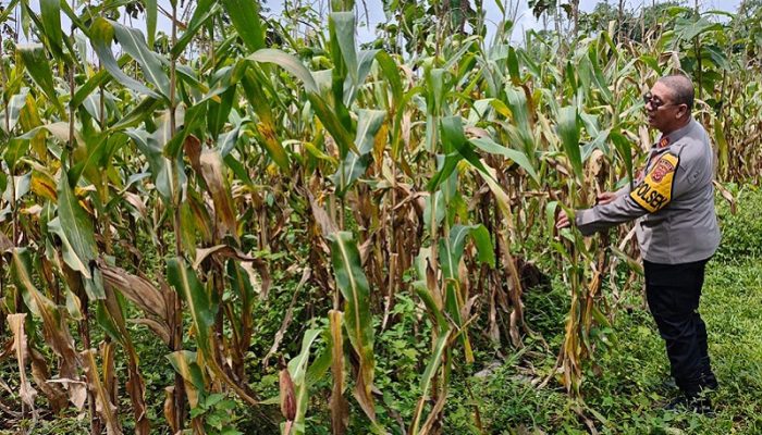 Dukung Ketahanan Pangan, Polsek Plered Pantau Perkembangan Tanaman Jagung di Cadasmekar