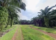 Dedi Mulyadi Larang Tanam Sawit di Jabar, Petani Minta Dialog