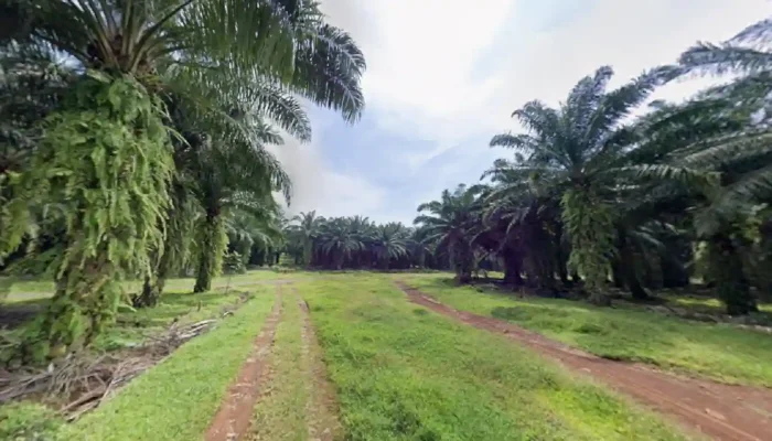 Dedi Mulyadi Larang Tanam Sawit di Jabar, Petani Minta Dialog