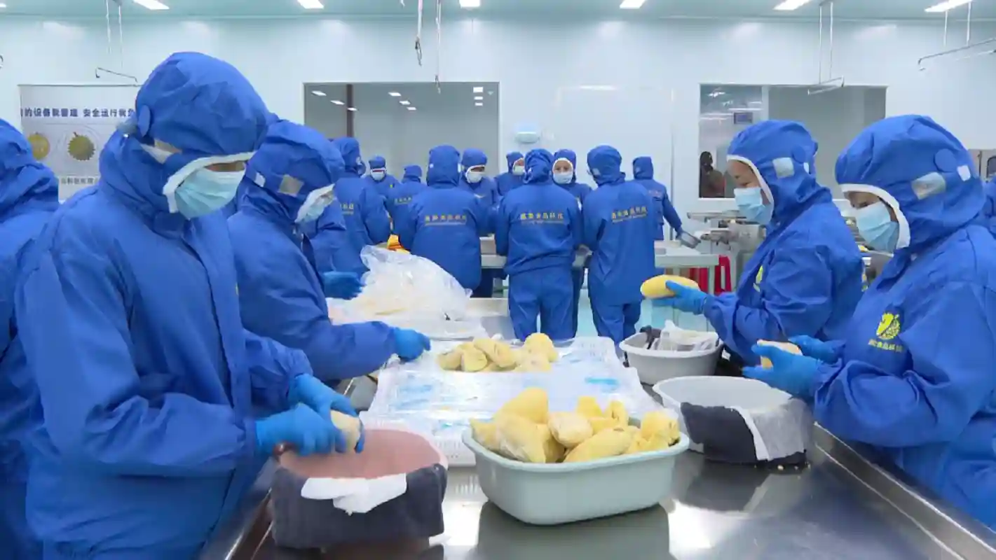 Pengiriman perdana durian beku Indonesia ke China melalui Pelabuhan Qinzhou.