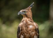 Elang Jawa yang Masuk Permukiman Warga di Sukabumi Diduga Berasal dari Gunung Gede Pangrango