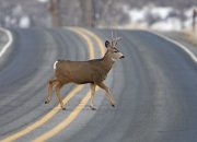 Ini Kronologi Rusa Tewas Tertabrak Mobil di Tol Serang-Panimbang