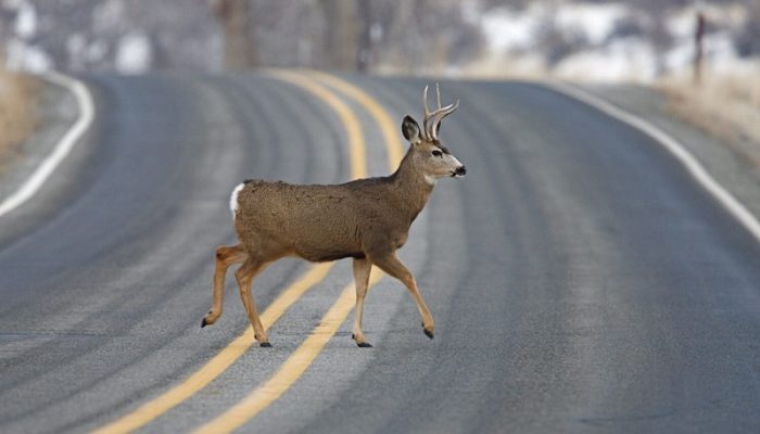 Ini Kronologi Rusa Tewas Tertabrak Mobil di Tol Serang-Panimbang
