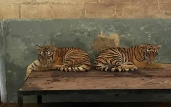 Penyebab anak harimau Huru - Hara mati di Bandung akibat virus FPV.