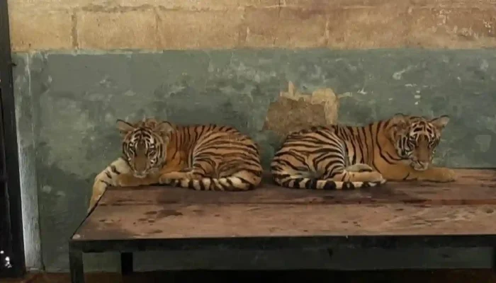 Terungkap! Ini Kronologi dan Penyebab Harimau Huru-Hara Mati di eks Kebun Binatang Bandung