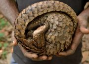 Polisi Ungkap Perdagangan Trenggiling di Tasikmalaya Lewat Media Sosial