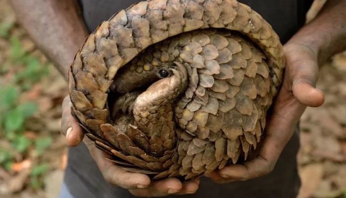 Polisi Ungkap Perdagangan Trenggiling di Tasikmalaya Lewat Media Sosial