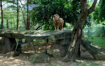 Singa