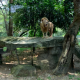 Singa