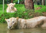 Usung Konsep Ruang Hijau dan Edukasi Satwa, Faunaland Incar Pengelolaan Kebun Binatang Bandung