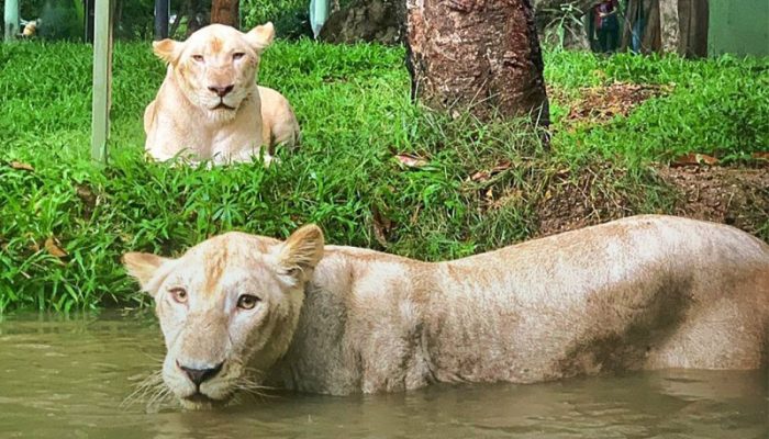 Usung Konsep Ruang Hijau dan Edukasi Satwa, Faunaland Incar Pengelolaan Kebun Binatang Bandung